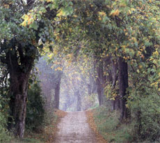 Kastanienallee